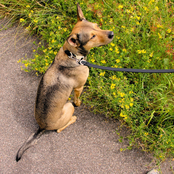 The Fritz Dog Leash - Black Tie + White Sand