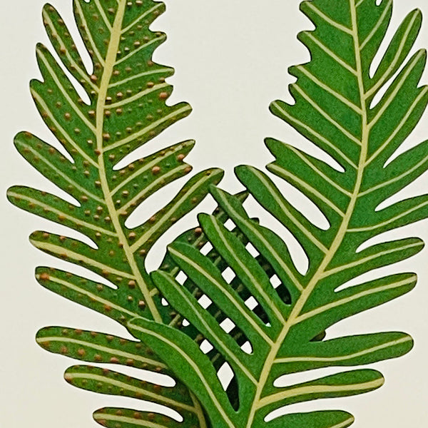 Forever Flower - Fern Frond