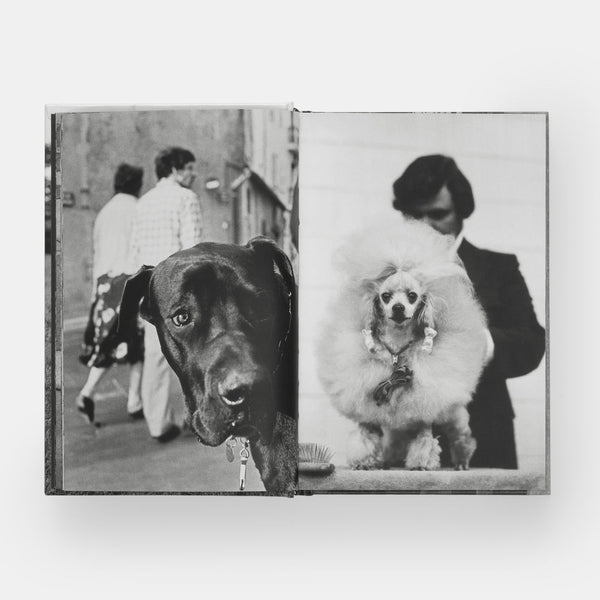 DogDogs