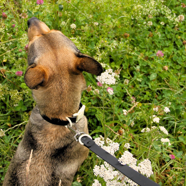 The Fritz Dog Leash - Black Tie + White Sand