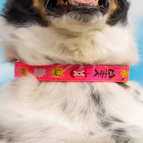 Trash Day Dog Collar