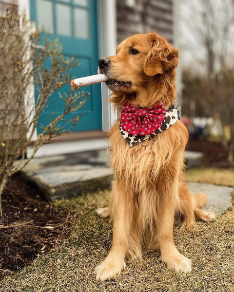 Cigarette Dog Toy