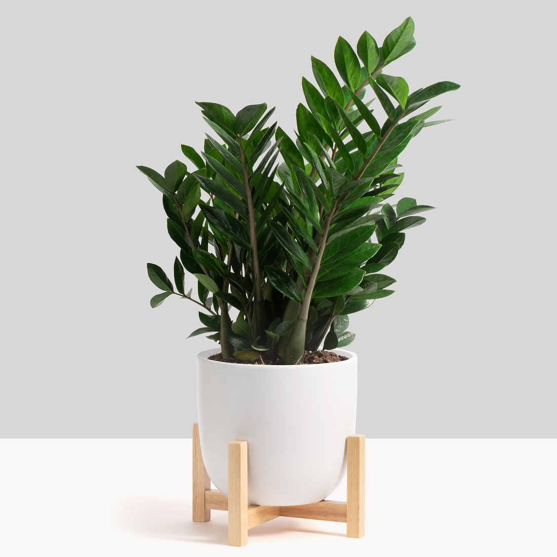 7" Contour Ceramic Planter + Wood Stand - White