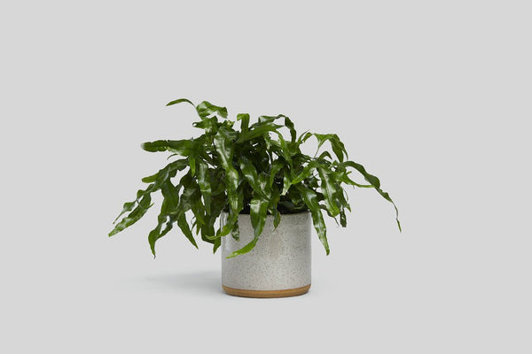 7" Planter - White Speckle